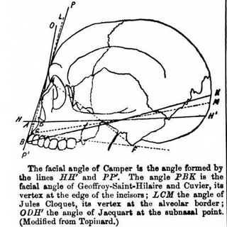 Illustration for article titled Corkboard Peters Projection Maps